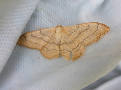 Vinkelengmåler (Idaea aversata)