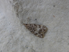 Little Grey (Eudonia lacustrata)