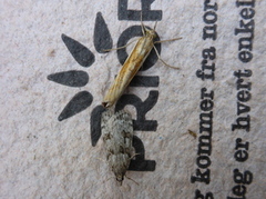 Ground-moss Grey (Eudonia truncicolella)