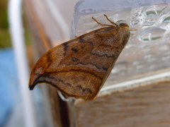 Dusky Hook-tip (Drepana curvatula)