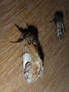 Pebble Prominent (Notodonta ziczac)
