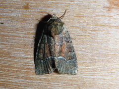 Buelinjet engfly (Oligia strigilis)