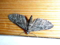 Green Pug (Pasiphila rectangulata)