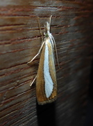 Pearl-band Grass Veneer (Catoptria margaritella)