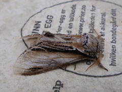 Swallow Prominent (Pheosia tremula)