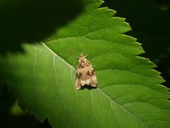 Common Marble (Celypha lacunana)