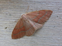 Barred Red (Hylaea fasciaria)