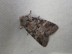 Minor Shoulder-knot (Brachylomia viminalis)