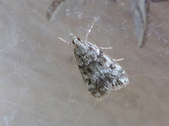 Little Grey (Eudonia lacustrata)