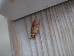 Angelica Flat-body (Agonopterix angelicella)