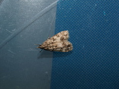 Little Grey (Eudonia lacustrata)