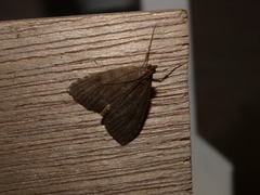 Dusky Pearl (Udea prunalis)