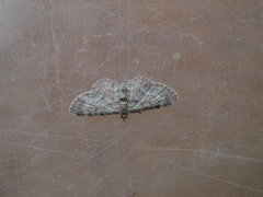 Bilberry Pug (Pasiphila debiliata)