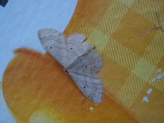 Bueengmåler (Idaea straminata)