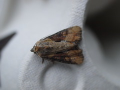 Sumpengfly (Lateroligia ophiogramma)