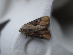 Double Lobed (Lateroligia ophiogramma)