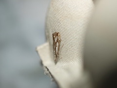 Chequered Grass-veneer (Catoptria falsella)