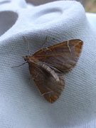 The Chevron (Eulithis testata)