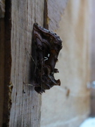 Beautiful Golden Y (Autographa pulchrina)