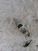 Small Birch Bell (Epinotia ramella)