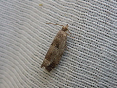 Small Birch Bell (Epinotia ramella)