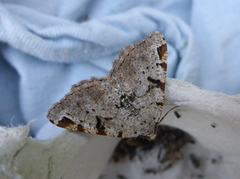 The V-Moth (Macaria wauaria)