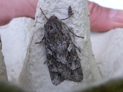 Great Brocade (Eurois occulta)
