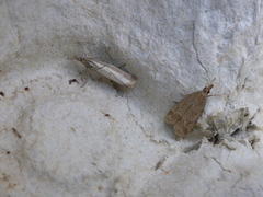 Marsh Grey (Eudonia pallida)