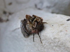 The Spectacle (Abrostola tripartita)