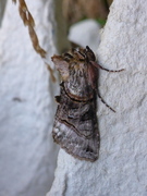 The Spectacle (Abrostola tripartita)