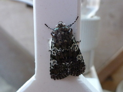 Cameo (Crypsedra gemmea)