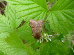 Ingrailed Clay (Diarsia mendica)