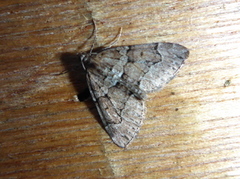 Chestnut-coloured Carpet (Thera cognata)