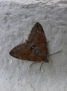 Grey Pine Carpet (Thera obeliscata)