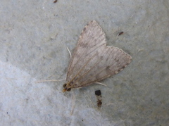 Dusky Pearl (Udea prunalis)