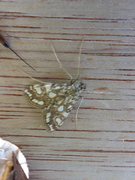 Brown China-mark (Elophila nymphaeata)