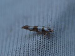 Gold-ribbon Argent (Argyresthia brockeella)