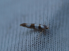 Argyresthia brockeella