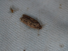 Brown House Moth (Hofmannophila pseudospretella)