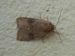Dotted Clay (Xestia baja)