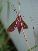 Elephant Hawk-moth (Deilephila elpenor)
