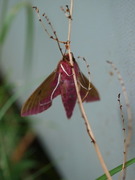 Stor snabelsvermer (Deilephila elpenor)