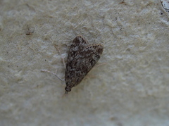 Ground-moss Grey (Eudonia truncicolella)