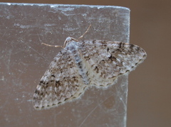 Welsh Wave (Venusia cambrica)