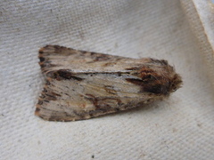 Kileengfly (Apamea crenata)