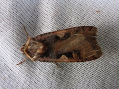 Setaceous Hebrew Character (Xestia c-nigrum)