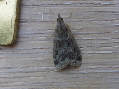 Ground-moss Grey (Eudonia truncicolella)