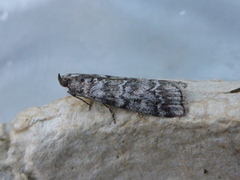 Dark Pine Knot-horn (Dioryctria abietella)