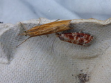 Praktfuruskuddvikler (Rhyacionia pinicolana)