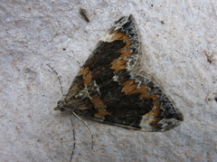 Dark Marbled Carpet (Dysstroma citrata)